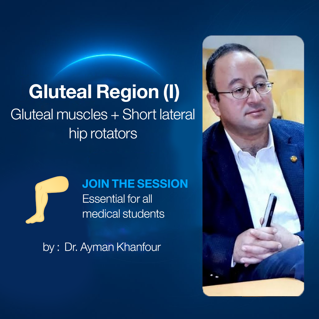 𝐆𝐥𝐮𝐭𝐞𝐚𝐥 𝐫𝐞𝐠𝐢𝐨𝐧 (𝐈) (𝐆𝐥𝐮𝐭𝐞𝐚𝐥 𝐦𝐮𝐬𝐜𝐥𝐞𝐬 + 𝐒𝐡𝐨𝐫𝐭 𝐥𝐚𝐭𝐞𝐫𝐚𝐥 𝐡𝐢𝐩 𝐫𝐨𝐭𝐚𝐭𝐨𝐫𝐬)