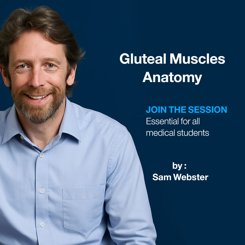 Gluteal Muscles (anatomy)