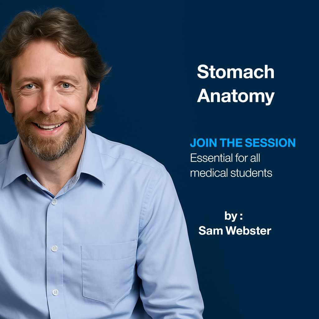 Stomach Anatomy