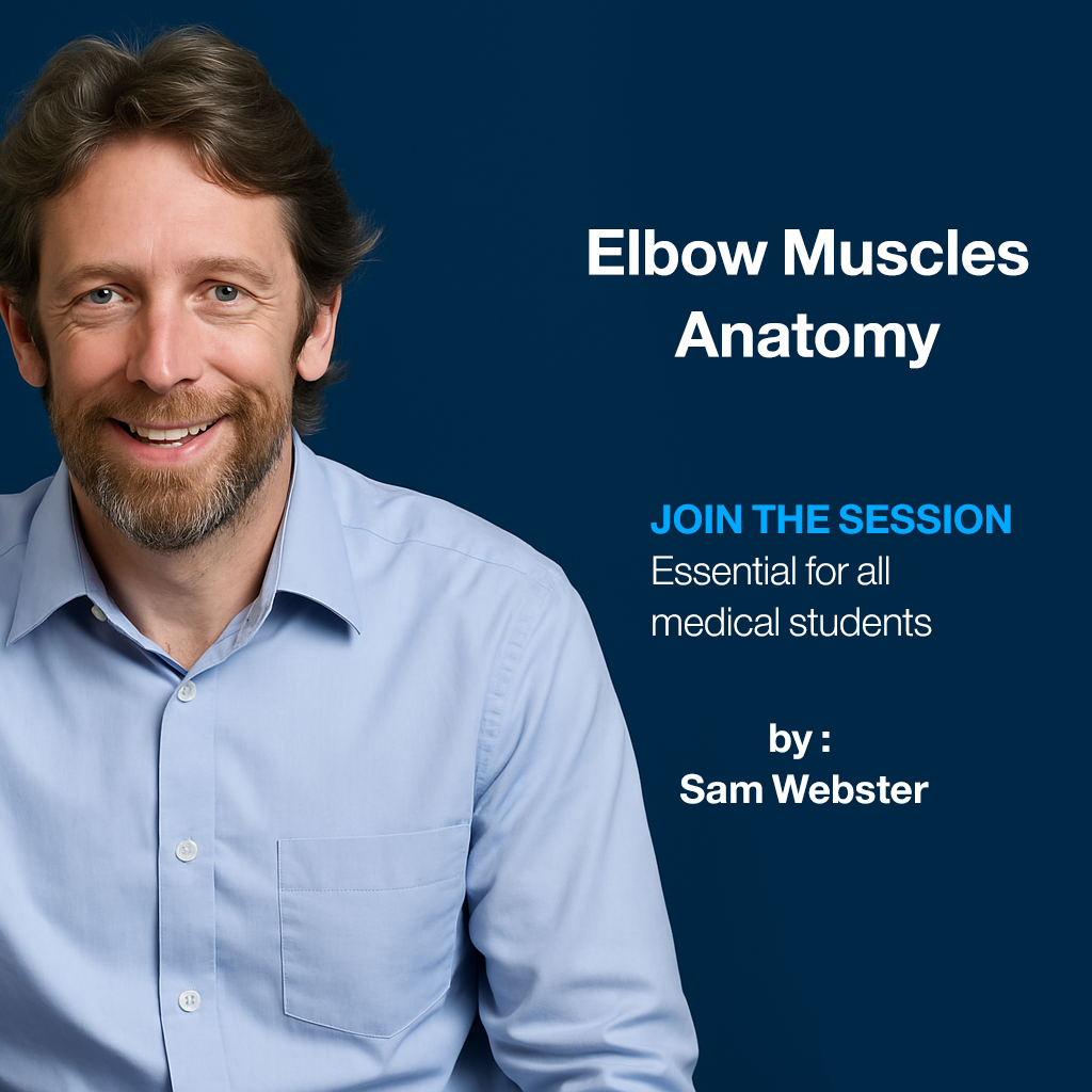 Elbow Muscles Anatomy