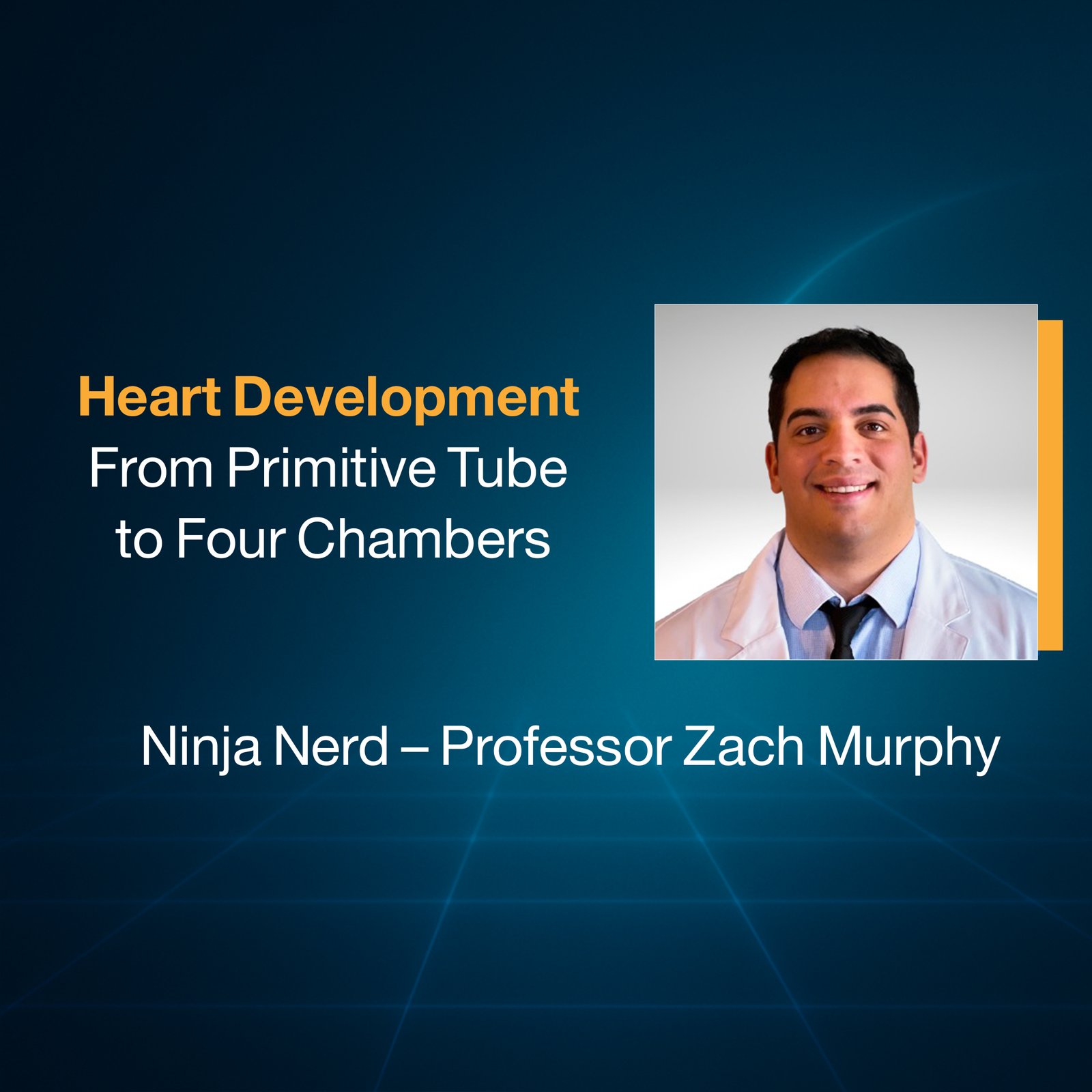 Heart Development: From Primitive Tube to Four Chambers