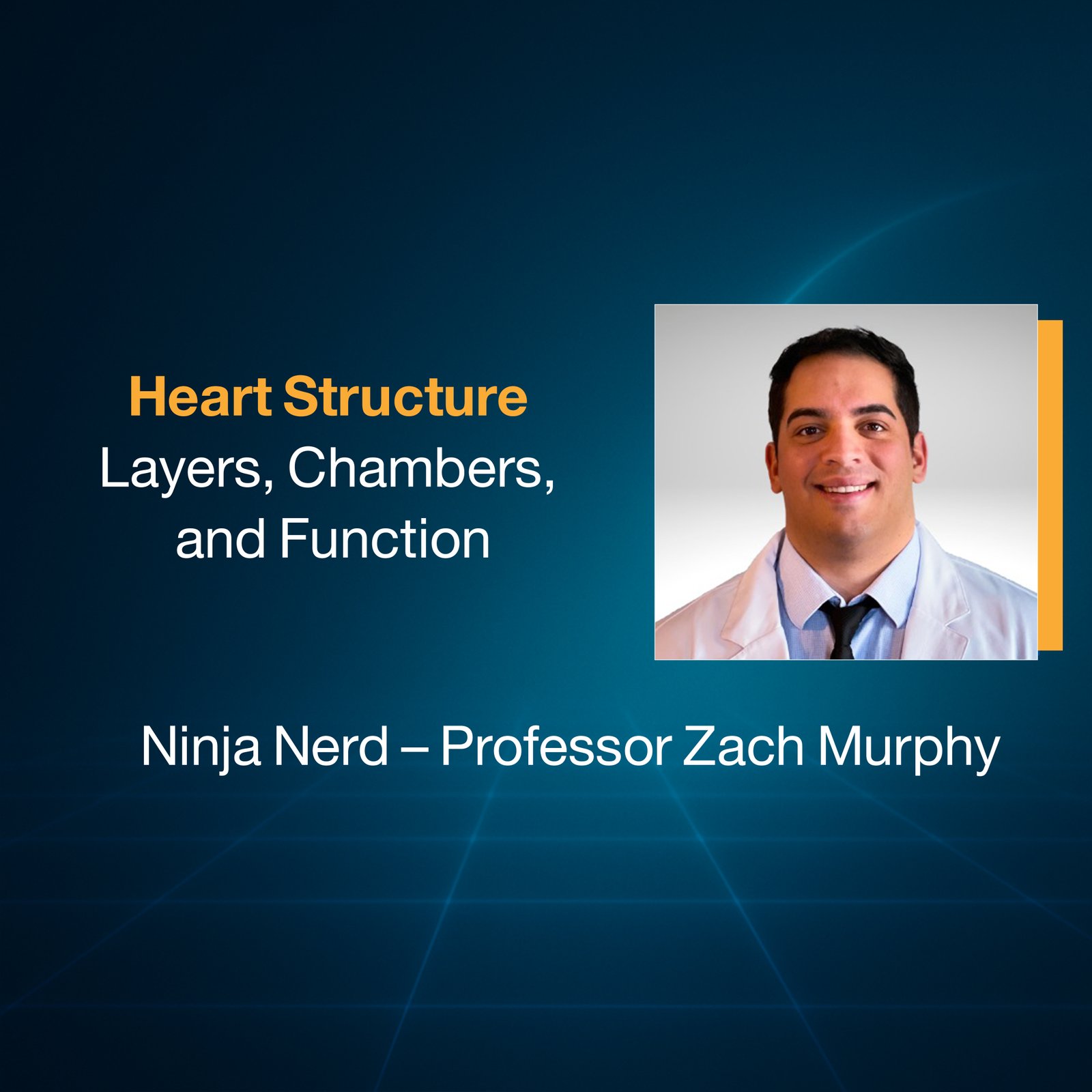 Heart Structure: Layers, Chambers, and Function