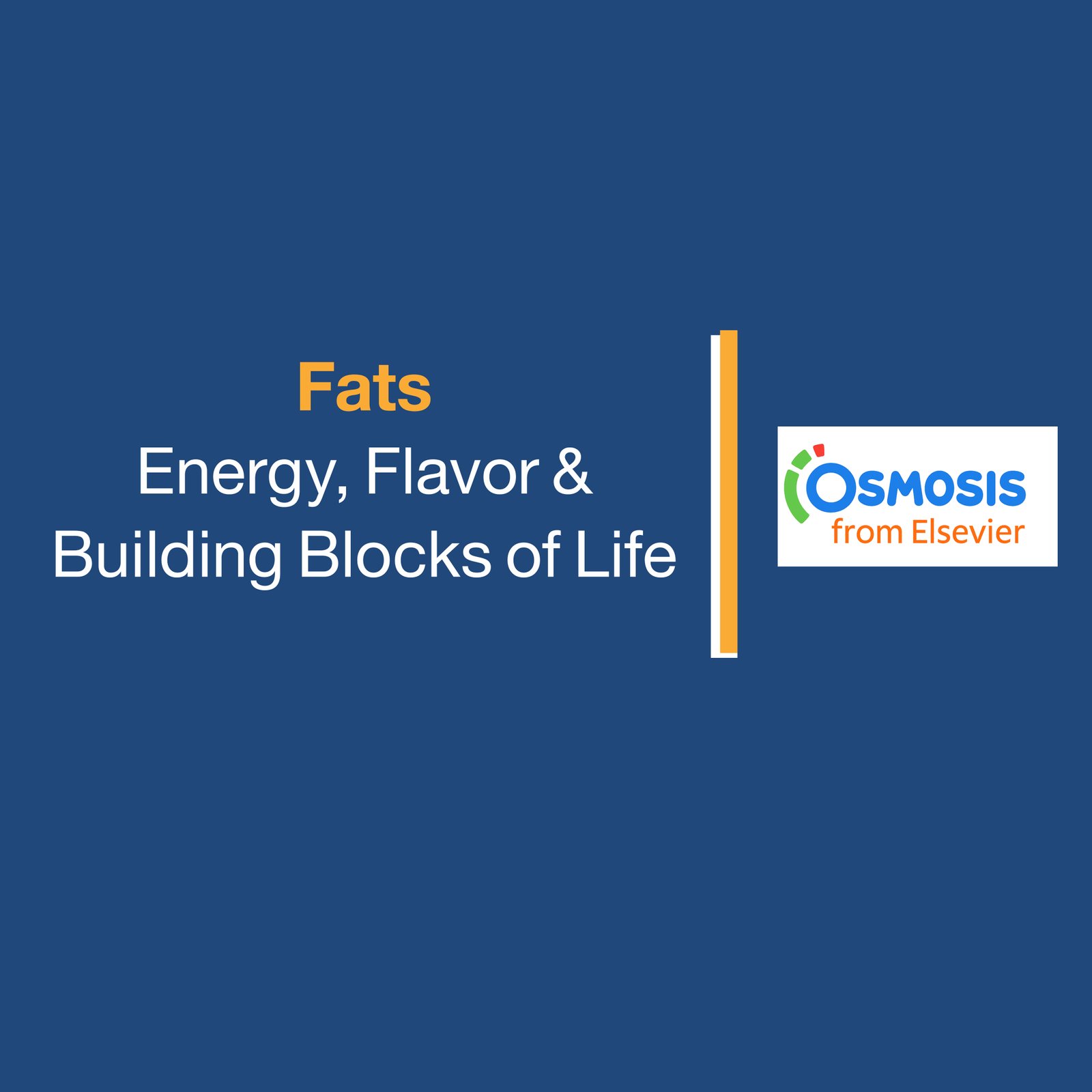 Fats: Energy, Flavor & Building Blocks of Life
